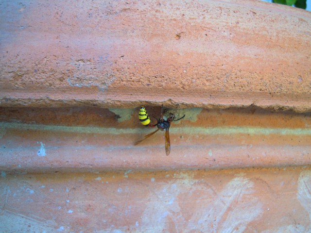 Delta unguiculatum? nido